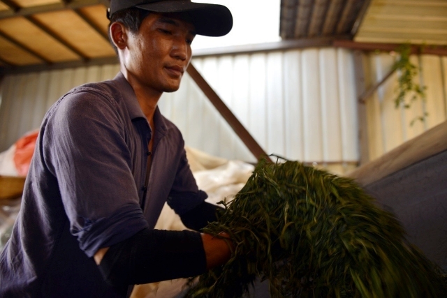 云南勐海：茶香景美，一片茶叶织出勤劳致富路