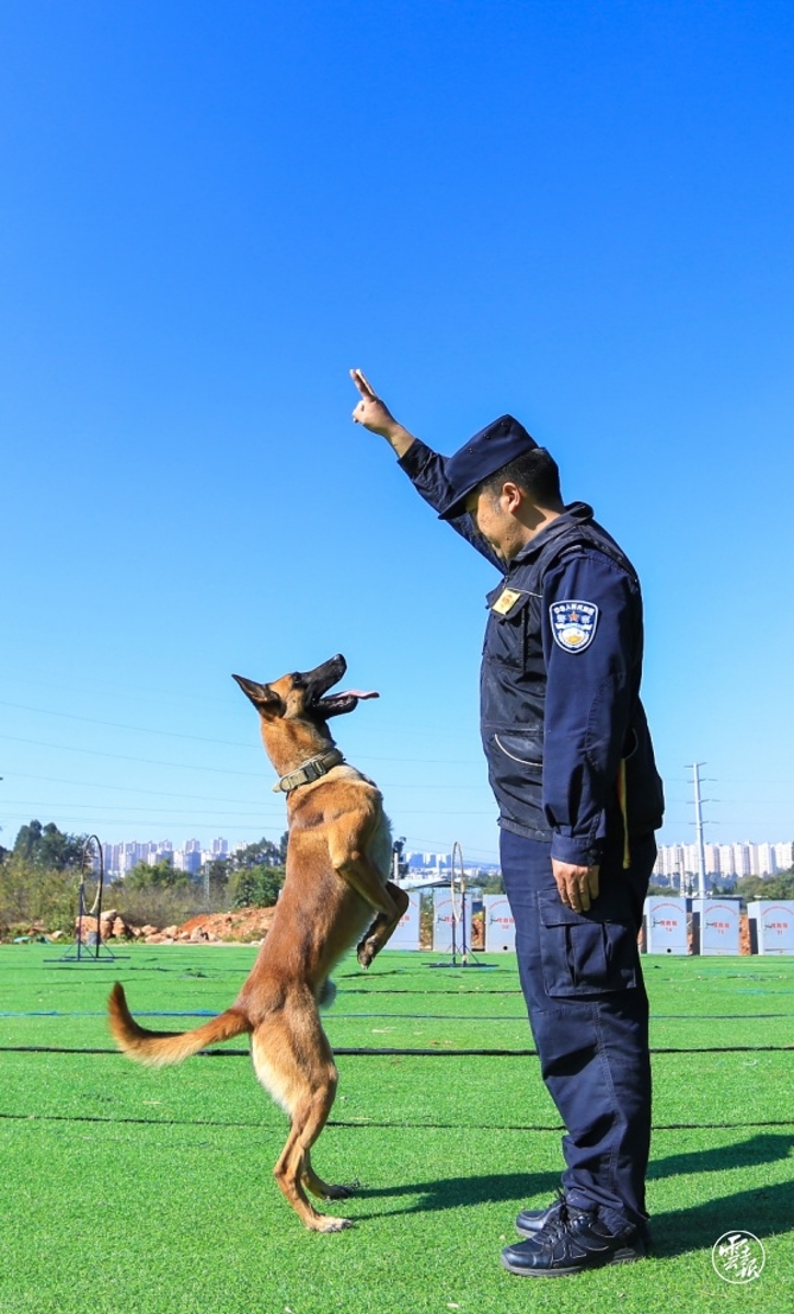 警犬训练教材图文图片