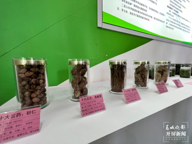 云南省农科院推介药用植物科技成果，滇黄精新品种让鲜品口感更佳（杨质高 摄）