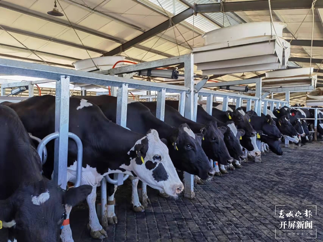 Servolux – 乳品农场