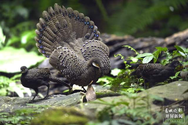 国家一级重点保护动物灰孔雀雉 罗一摄影.jpg