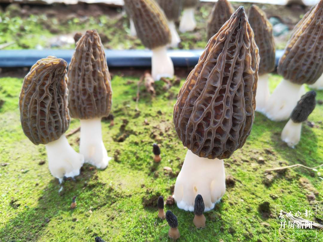 【菌窝子】高原特产散装美味黑虎掌菌碎片农产野生蘑菇厂家直供-阿里巴巴