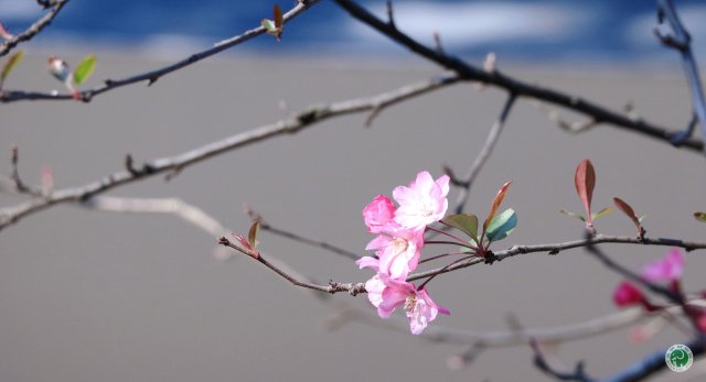 【赏春地图】昆明动物园：垂丝海棠进入盛花期