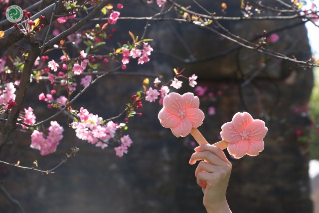 【赏春地图】昆明动物园：垂丝海棠进入盛花期