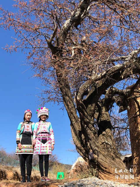 全国首例！大理祥云新发现大规模古梅群 祥云县东山彝族乡党委供图