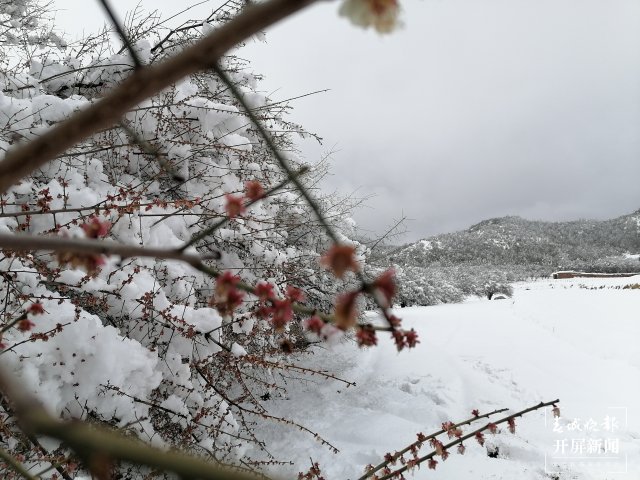 全国首例！大理祥云新发现大规模古梅群 祥云县东山彝族乡党委供图