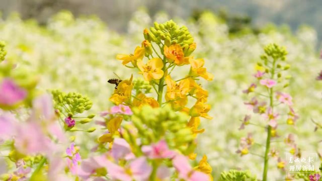 【赏春地图】昭通威信龙洞村：2000亩彩色油菜花绽放