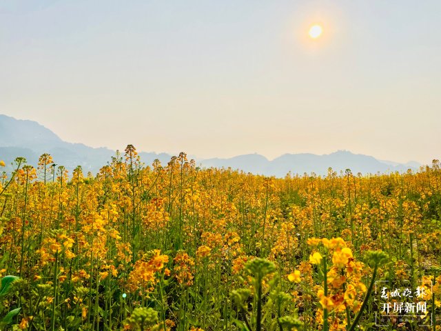 【赏春地图】昭通威信龙洞村：2000亩彩色油菜花绽放