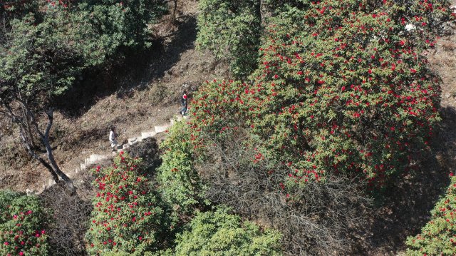 【赏春地图】保山隆阳：最是一年春好处，红花开遍道人山（供图）