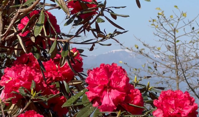 【赏春地图】保山隆阳：最是一年春好处，红花开遍道人山（供图）