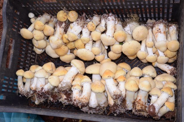 金色蘑菇品种图片
