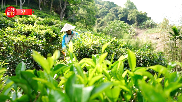 习近平海南行丨致富茶、旅游饭、振兴路——走进水满乡毛纳村1.png