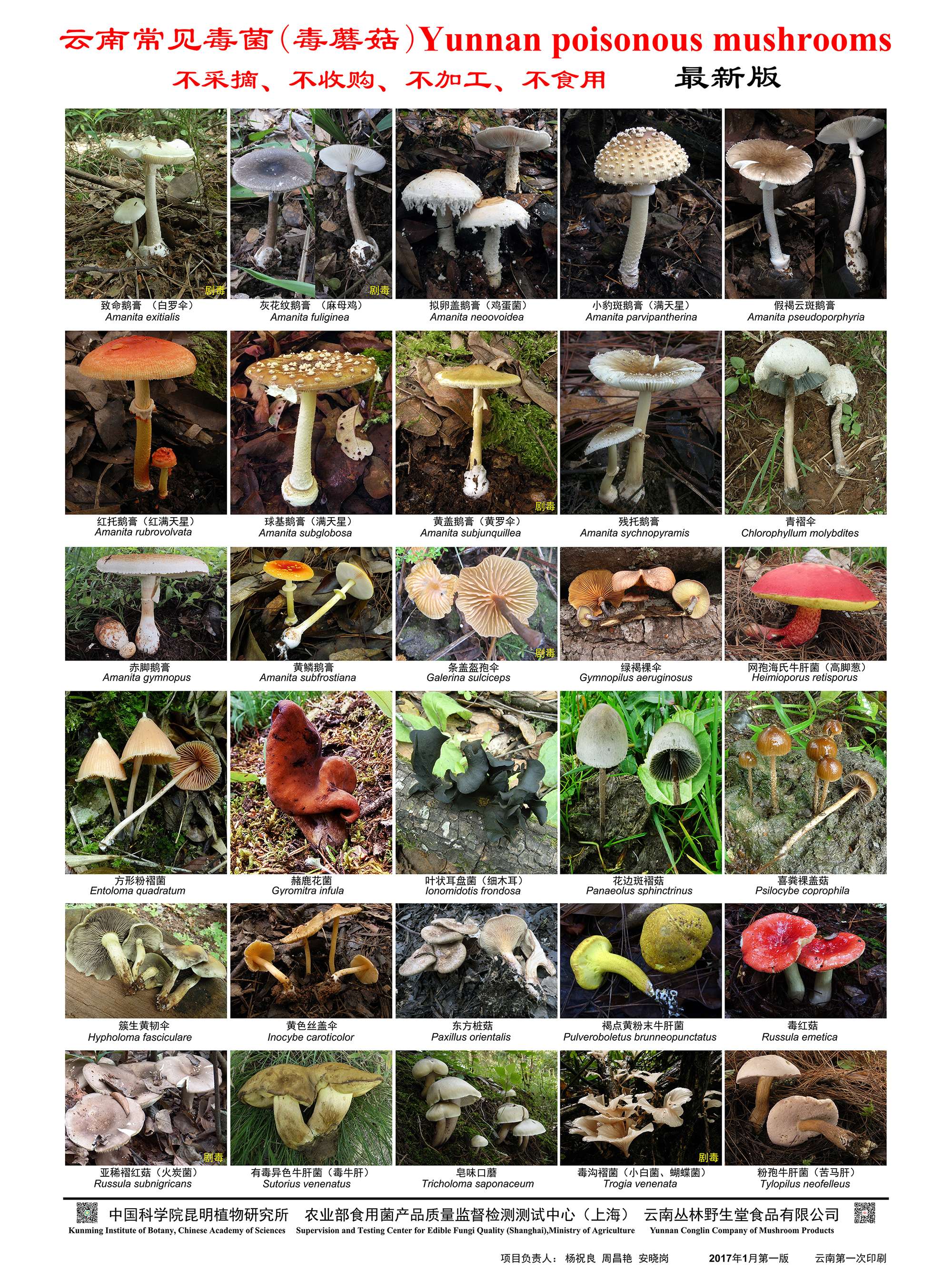 Free photo: Wild Mushrooms - Autumn, Organic, Landscape - Free Download ...