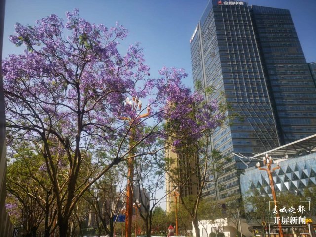 1192株蓝花楹扮靓昆明前卫西路，来走花路吧（开屏新闻记者 张勇 通讯员 邱阳灿 摄）