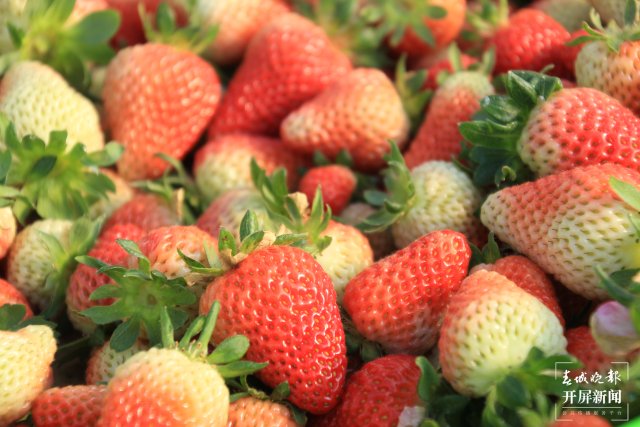【云报全媒体走进曲靖】会泽：夏草莓大产业 点亮村民“莓”好生活
