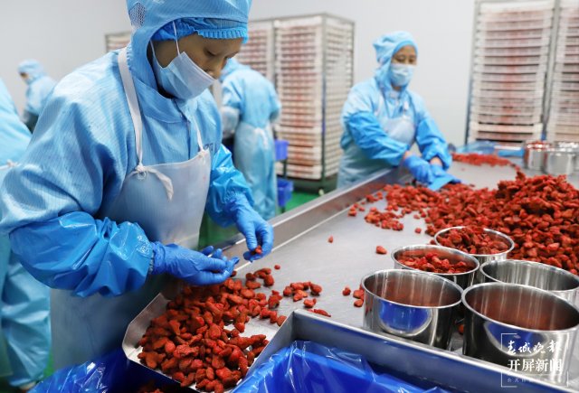 【云报全媒体走进曲靖】会泽：夏草莓大产业 点亮村民“莓”好生活