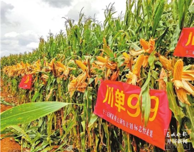 陆良县高产玉米品种川单99号(13680972)-20220513205226.png