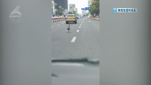 所有车辆打双闪避让！北京路大中午拥堵，竟是因为…1.gif