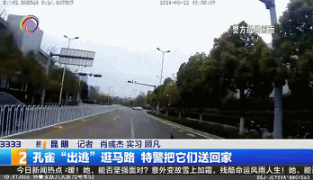 所有车辆打双闪避让！北京路大中午拥堵，竟是因为…8.gif