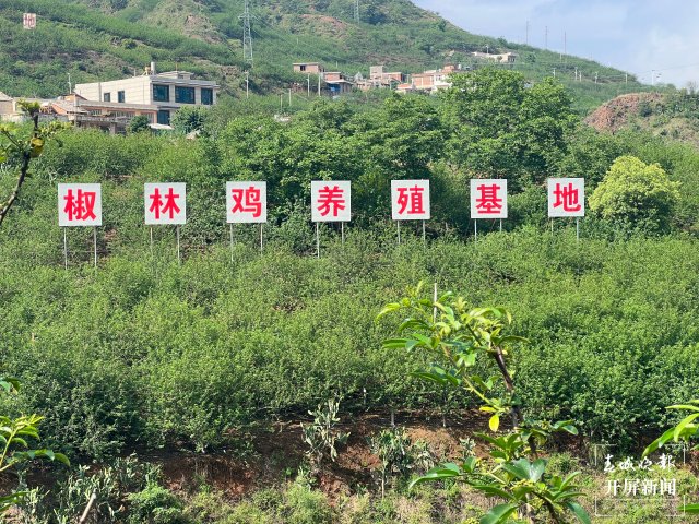 昭通鲁甸发展花椒32万亩 杨质高 摄