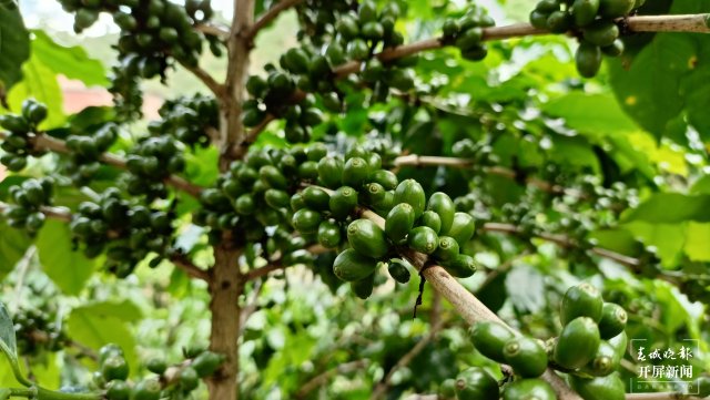 【沿着总书记的足迹·云南篇】深耕咖啡赛道，普洱将打造咖啡全产业链产业集群