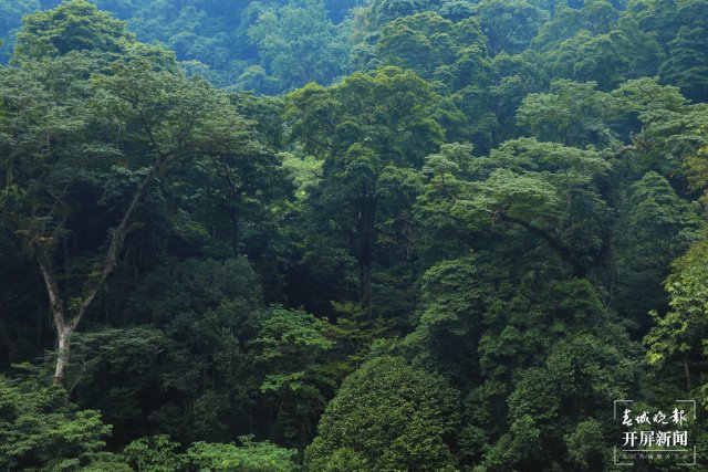 穿越雨林4小时 沉浸式感受生物多样性1.jpg