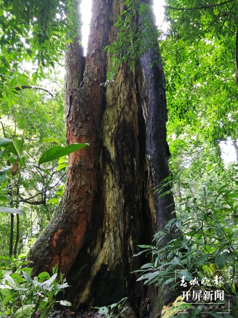 穿越雨林4小时 沉浸式感受生物多样性8.jpg