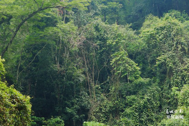 穿越雨林4小时 沉浸式感受生物多样性2.jpg