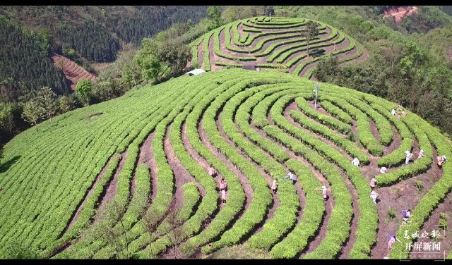 绿色山下的新型“抹茶”产业1.jpg