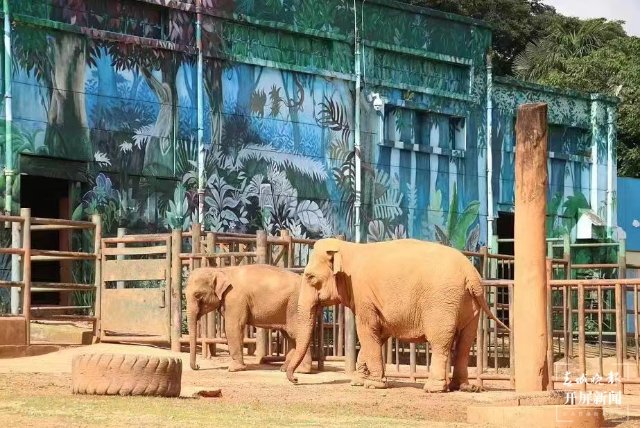 亚洲象“莫莉”和妈妈“莫坡”合笼成功啦 母女相处融洽（昆明动物园 供图）