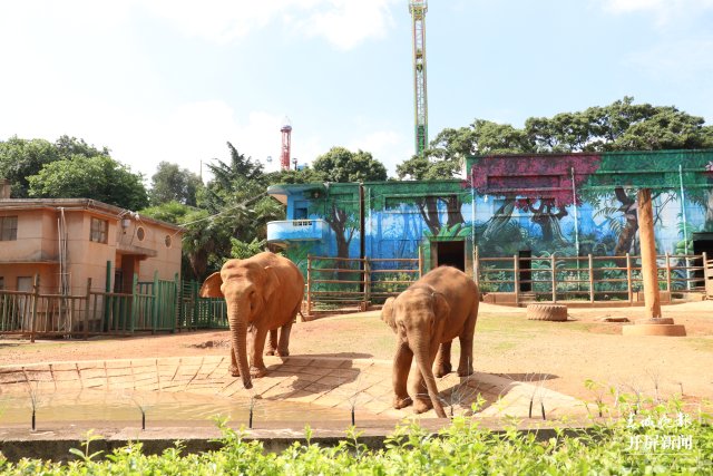 亚洲象“莫莉”和妈妈“莫坡”合笼成功啦 母女相处融洽（昆明动物园 供图）
