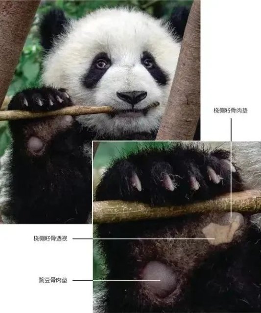 熊猫食竹历史或可追溯到600万年前1.jpg