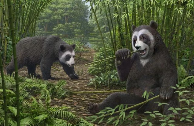 熊猫食竹历史或可追溯到600万年前.jpg