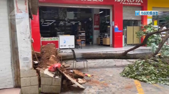 昆明城区多棵大树被刮倒.png