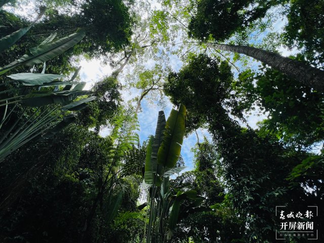 天空近在咫尺，雨林就在脚下！行走在36米高的树冠走廊上（林舒佳 摄）