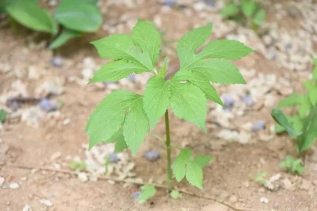 豚草（来源：沈阳网、@沈阳发布）