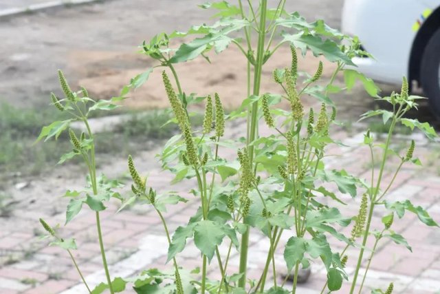 豚草（来源：沈阳网、@沈阳发布）