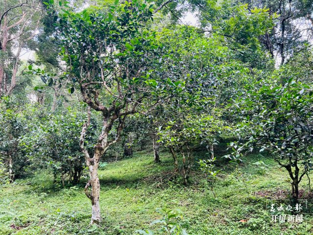 景迈山千年万亩古茶林：茶在森林中、村在茶林中（林舒佳 摄）