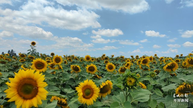 约起！昭通城郊近200亩向日葵朵朵向阳开，满眼黄绿如油画