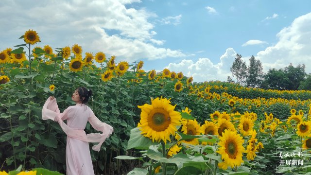 约起！昭通城郊近200亩向日葵朵朵向阳开，满眼黄绿如油画