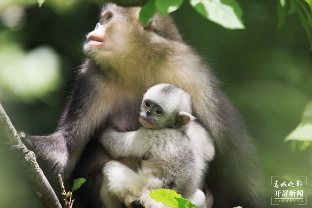 滇金丝猴全境保护网络3年投入4千万元，去年修复5326亩滇金丝猴栖息地植被