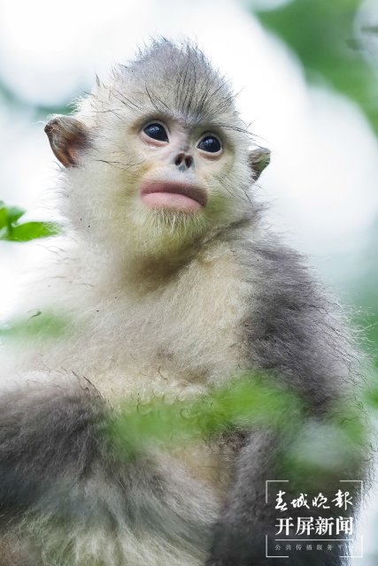 滇金丝猴全境保护网络3年投入4千万元，去年修复5326亩滇金丝猴栖息地植被
