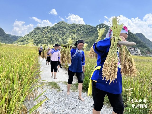 广南八宝“尝新节”：收稻子 吃扁米 品美食 欢声笑语庆丰收