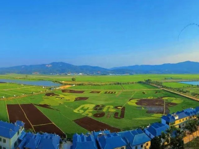 西双版纳州勐海县水稻丰收（勐海县融媒体中心 供图）
