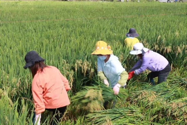 西双版纳州勐海县水稻丰收（勐海县融媒体中心 供图）