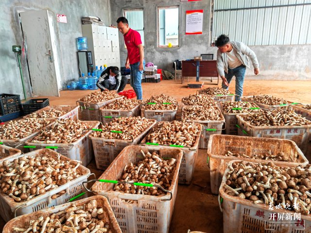 姬松茸、高端“神仙菜”盛产～ 曲靖农业龙头企业带动群众有“钱”途