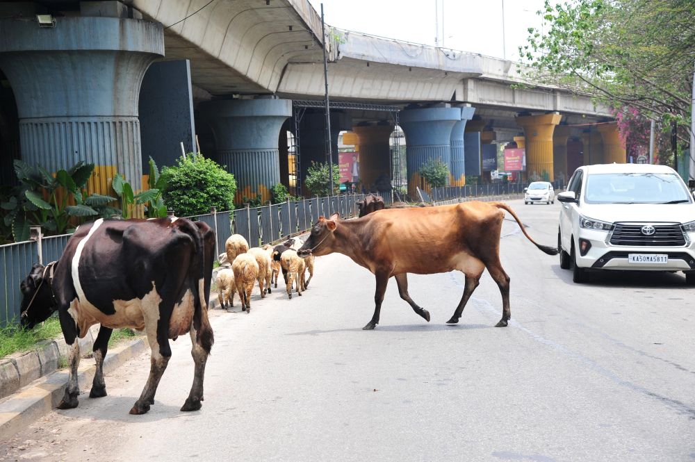 牛疙瘩皮肤病已致印度近10万头牛死亡