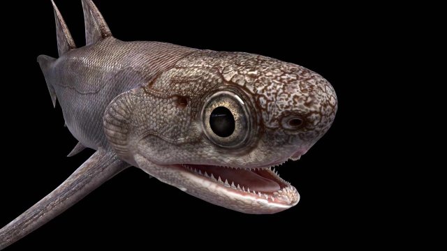 3双列黔齿鱼（Qianodusduplicis）三维复原。拟石科技制作.jpg