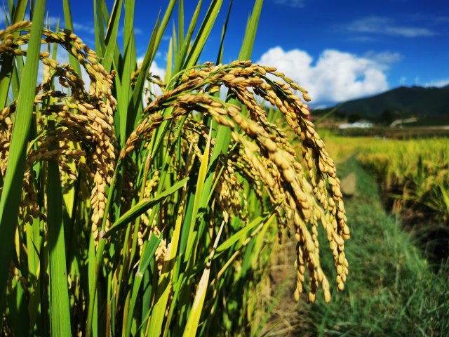 生态水稻.jpg