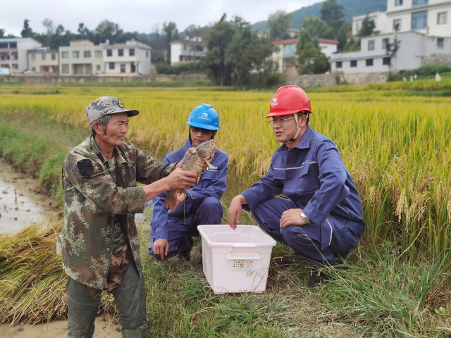 村民陈发堂向供电所人员展示稻田鱼的收成。阮松萍摄.jpg